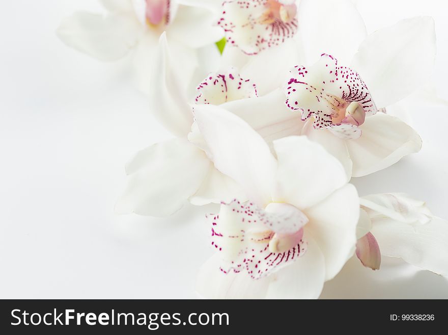 Closeup of beautiful white orchids.