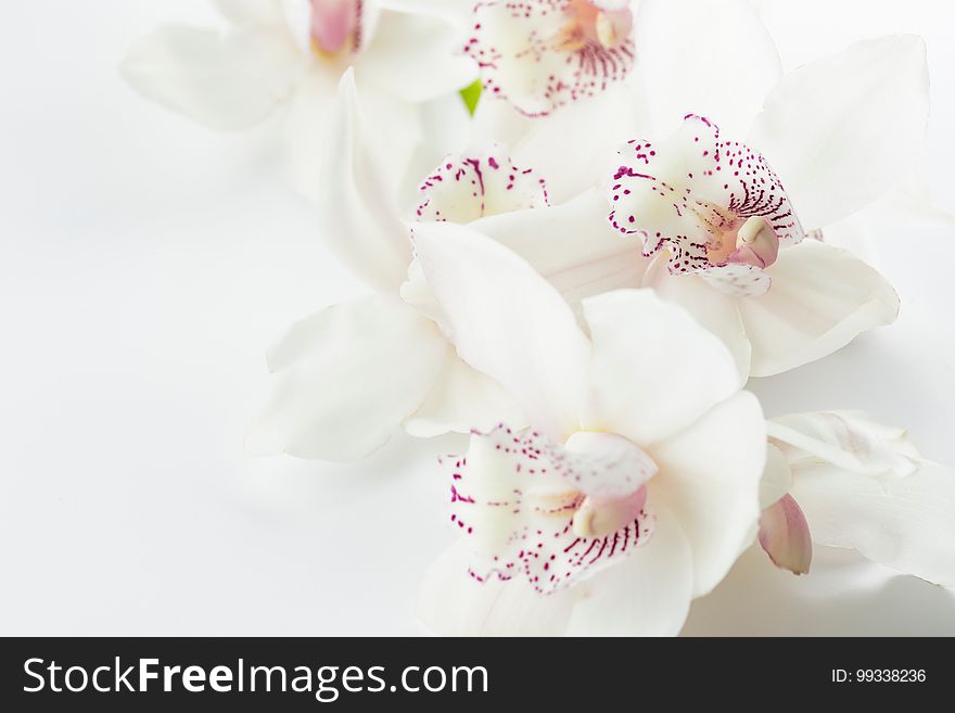 White Orchids