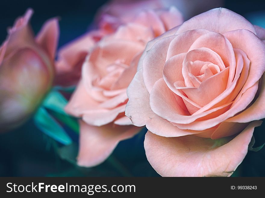 Closeup of a bouquet of pink roses. Closeup of a bouquet of pink roses.