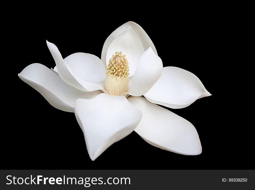 A white flower isolated on a black background.