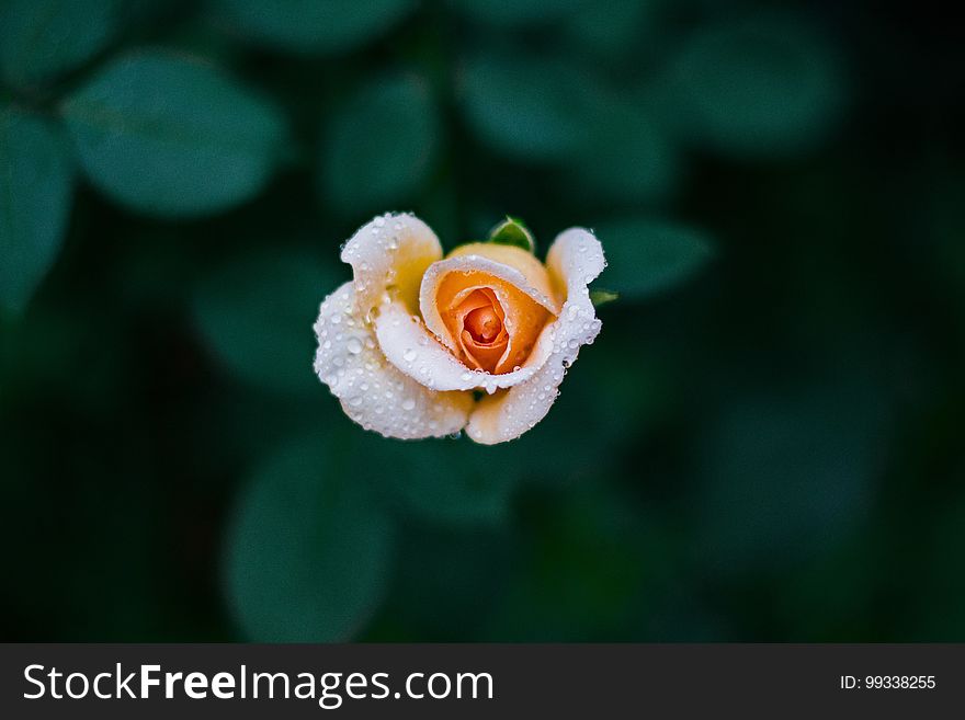 An aerial view of a peach rose with rain drops on it.