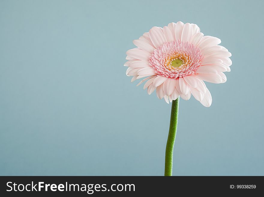 A close up of a pale pink flower on a blue background.