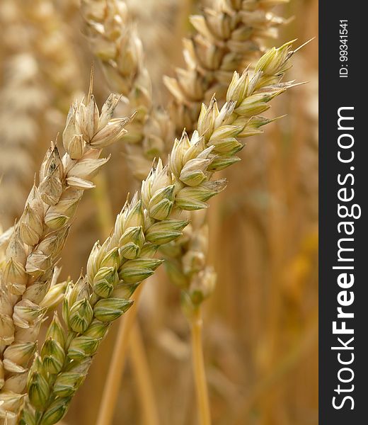 Food Grain, Grass Family, Wheat, Grain