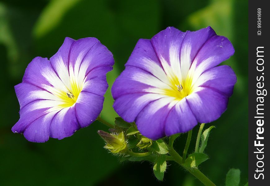 Flower, Flora, Plant, Purple