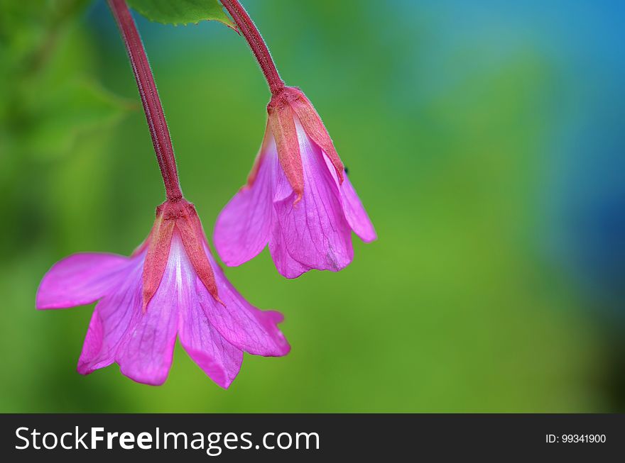 Flower, Flora, Pink, Wildflower