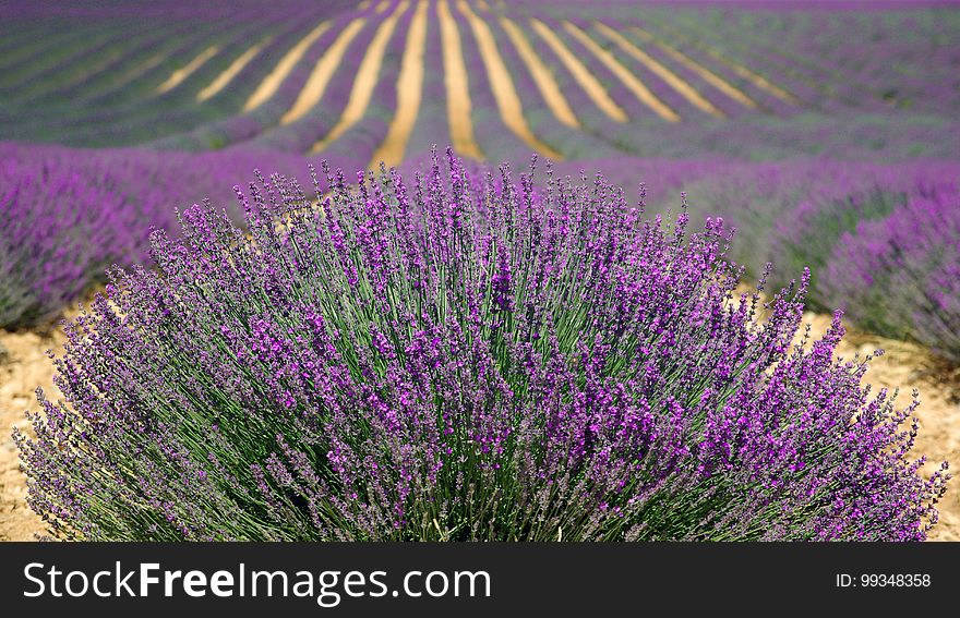 Plant, English Lavender, Lavender, Flower