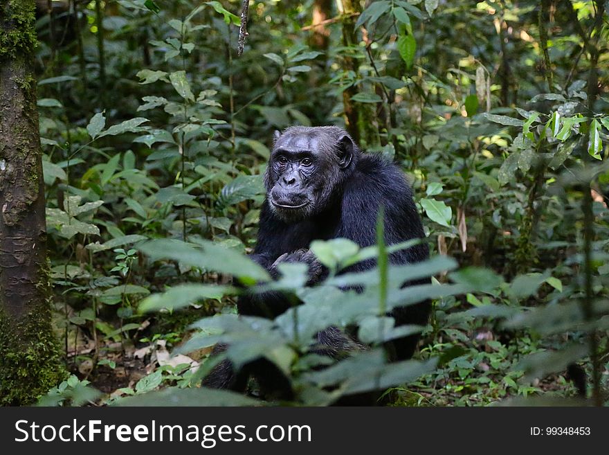 Mammal, Great Ape, Chimpanzee, Fauna