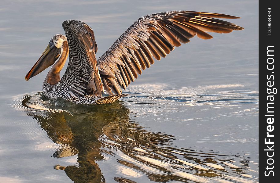 Pelican, Bird, Fauna, Seabird