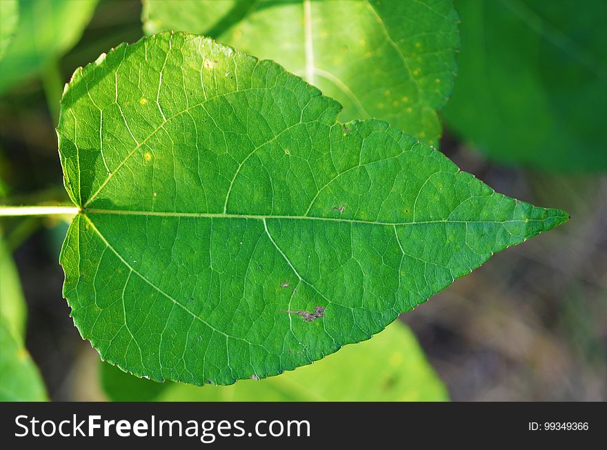 Leaf, Plant Pathology, Plant, Plant Stem