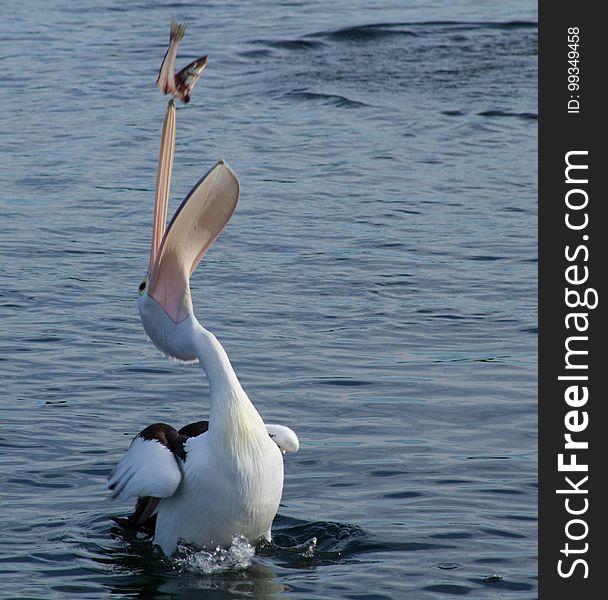 Bird, Seabird, Water, Pelican
