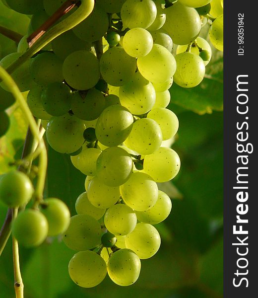 Grape, Grapevine Family, Fruit, Seedless Fruit