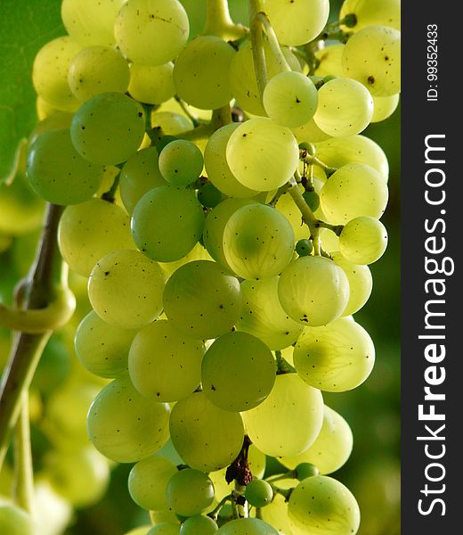 Grape, Fruit, Grapevine Family, Seedless Fruit