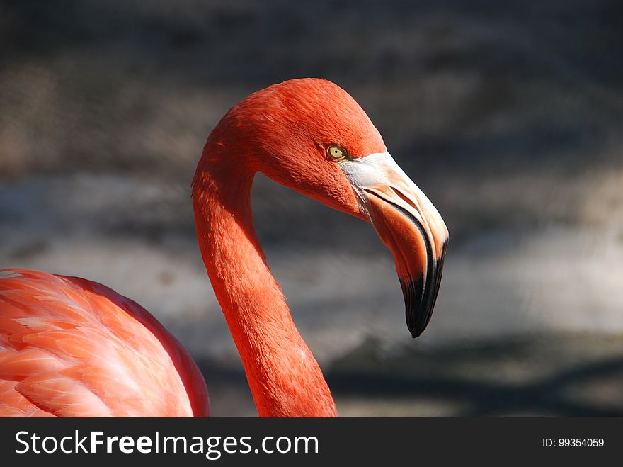 Flamingo, Bird, Beak, Water Bird