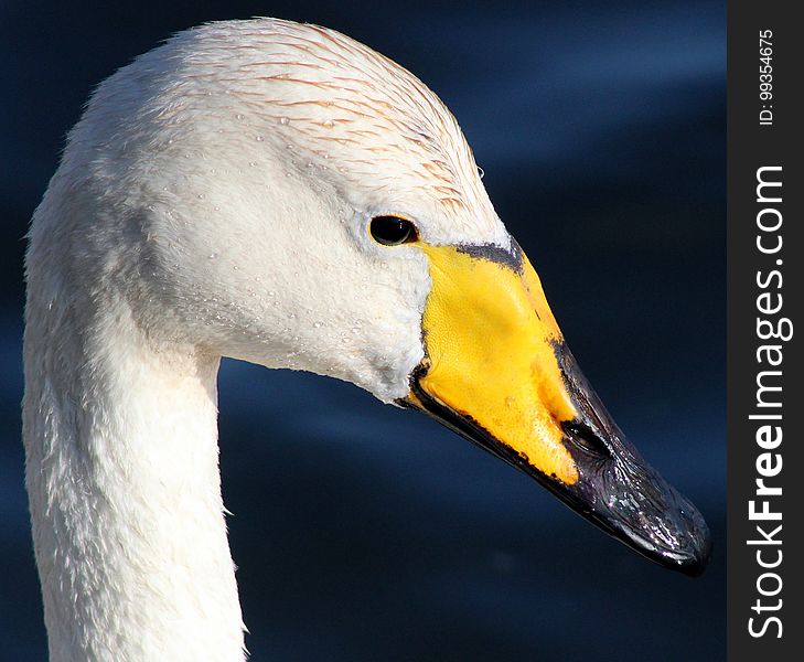 Beak, Bird, Water Bird, Ducks Geese And Swans