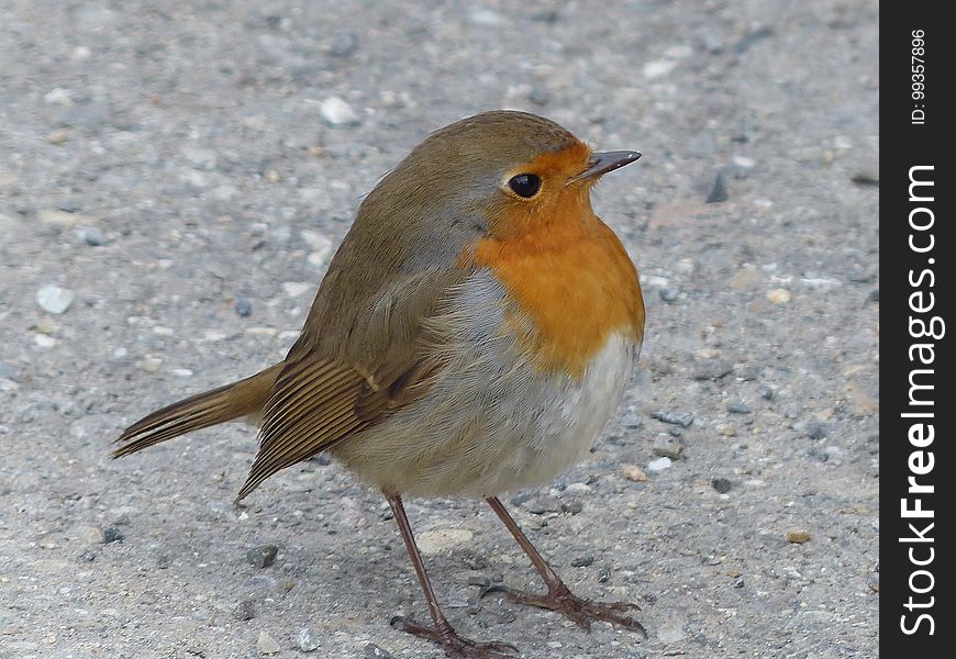 Bird, European Robin, Fauna, Beak