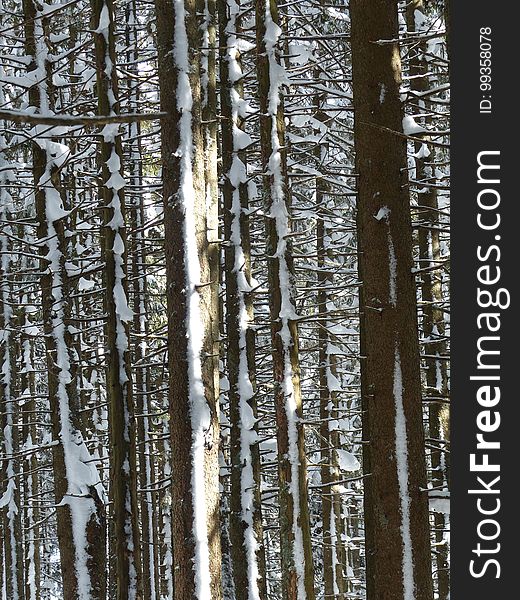 Tree, Woody Plant, Birch, Trunk