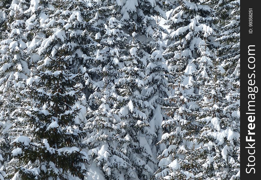 Winter, Snow, Tree, Frost