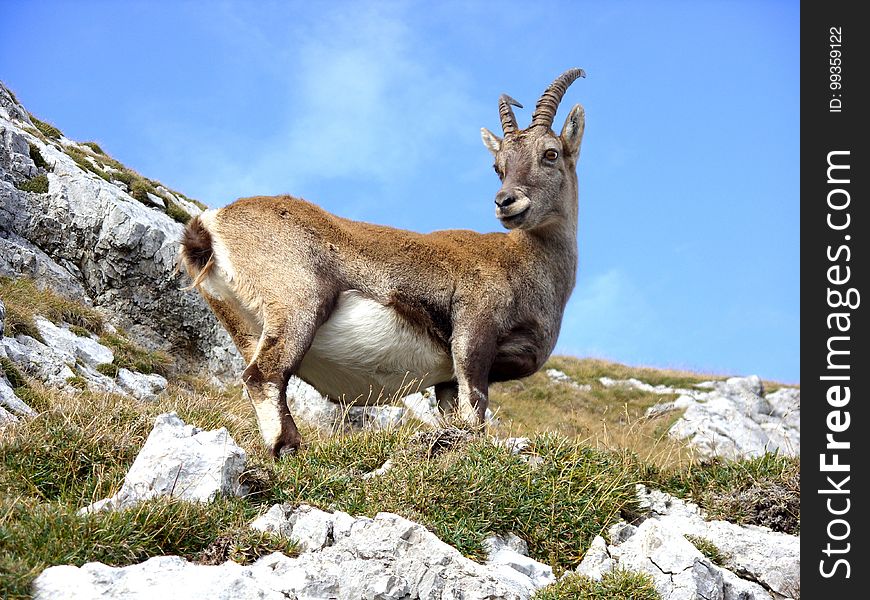 Fauna, Wildlife, Goats, Goat Antelope