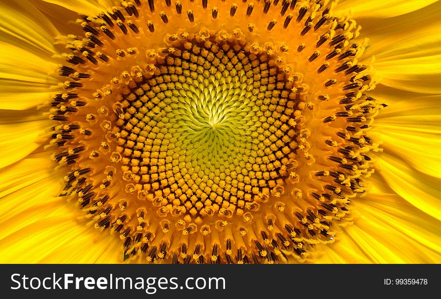 Sunflower, Flower, Yellow, Flowering Plant