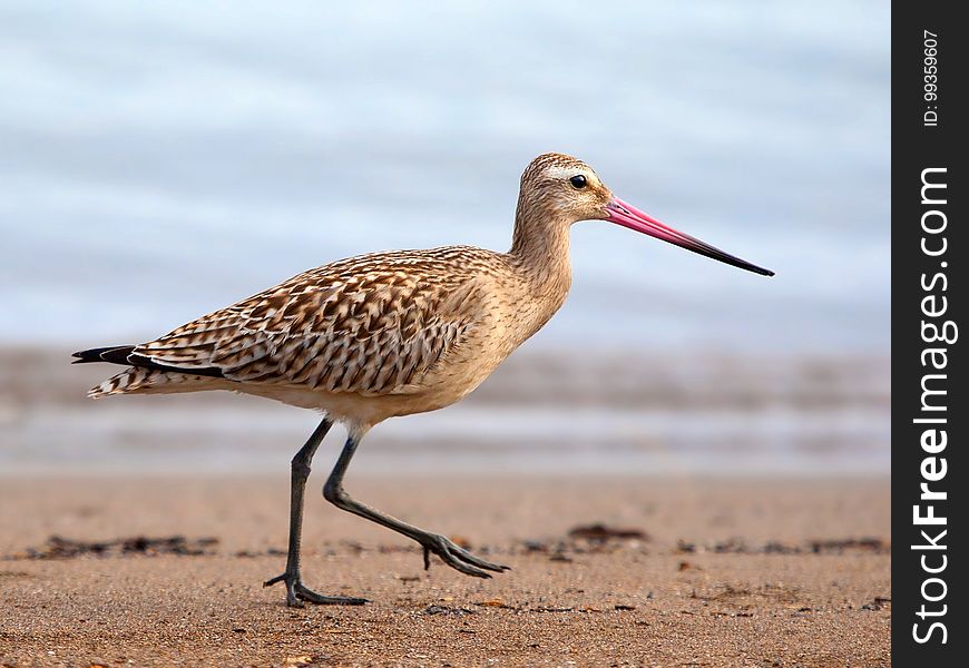 Bird, Ecosystem, Sandpiper, Shorebird