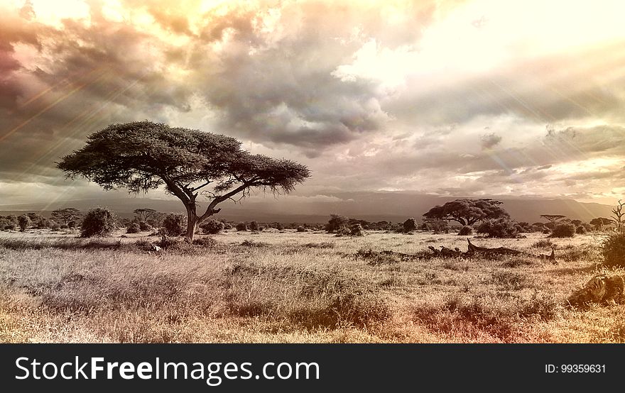 Sky, Ecosystem, Savanna, Tree