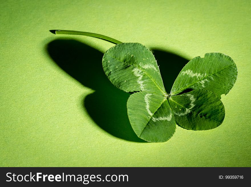 Green, Leaf, Water, Macro Photography