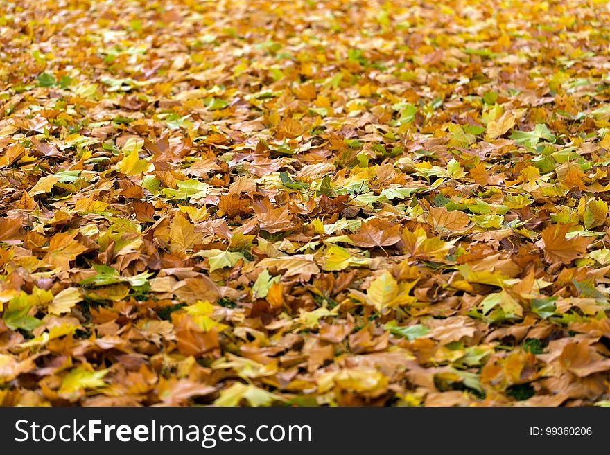 Yellow, Deciduous, Leaf, Autumn
