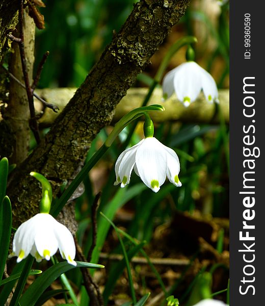 Plant, Flower, Flora, Spring