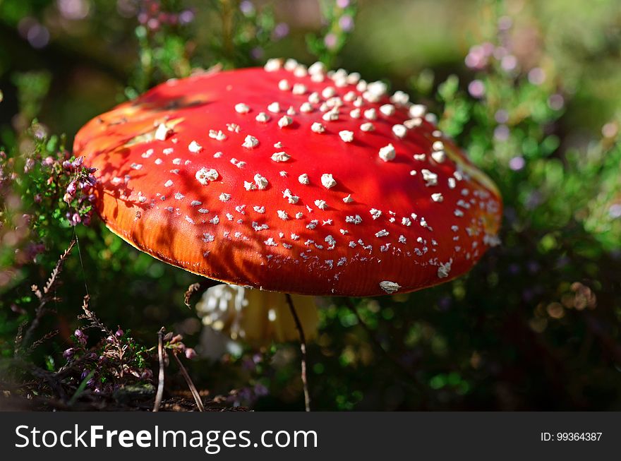 Fungus, Agaric, Mushroom, Medicinal Mushroom
