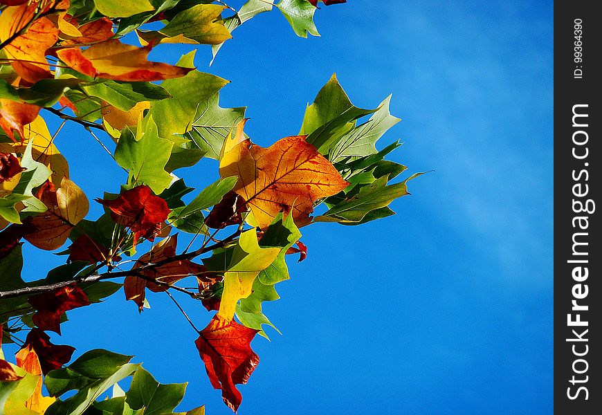 Leaf, Nature, Sky, Yellow