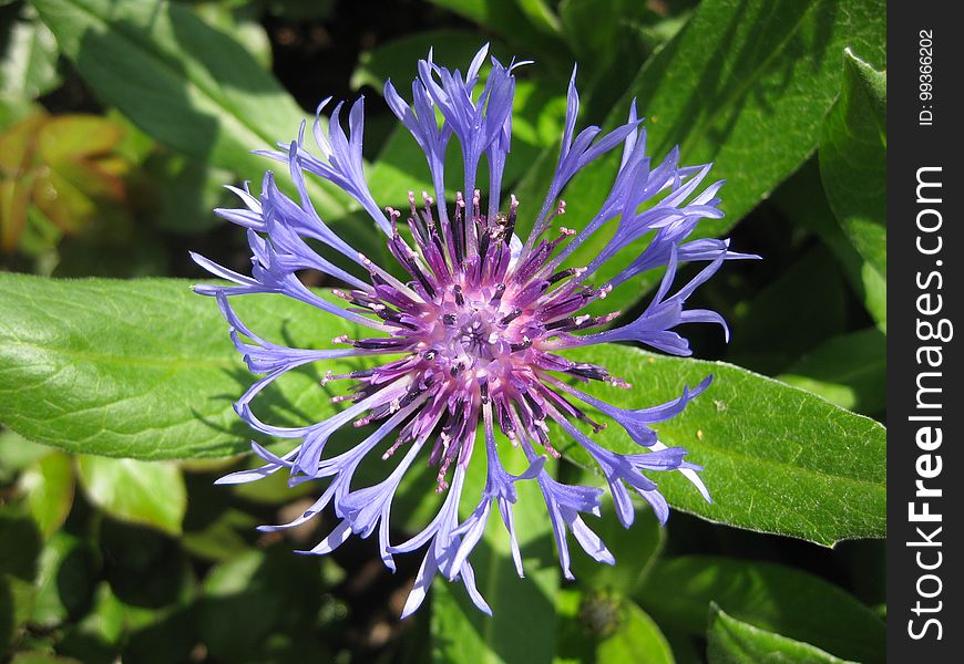 Flower, Plant, Flora, Purple Passionflower