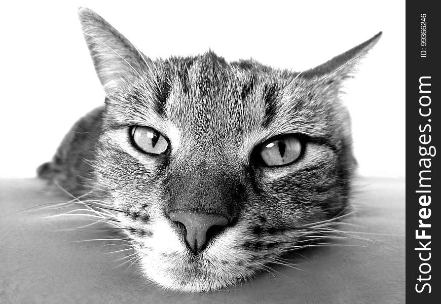 Cat, Whiskers, Black And White, Face