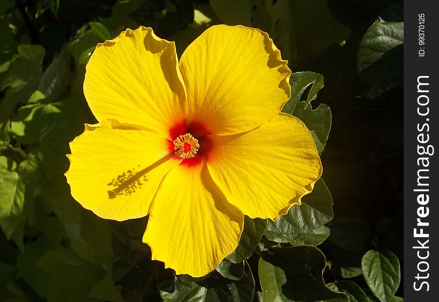 Flower, Yellow, Flowering Plant, Plant