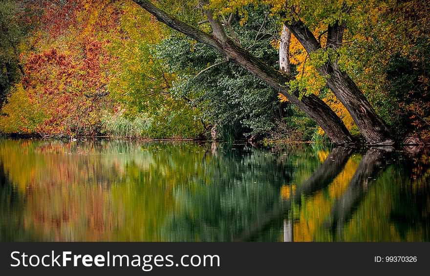 Reflection, Water, Nature, Leaf