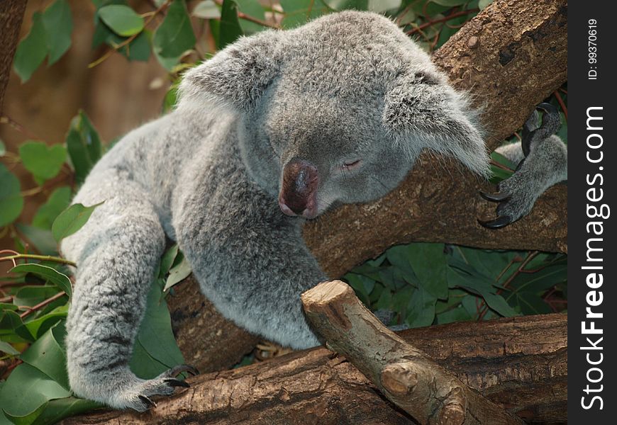 Koala, Mammal, Terrestrial Animal, Fauna