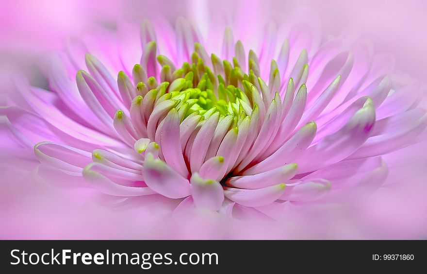Flower, Pink, Close Up, Petal