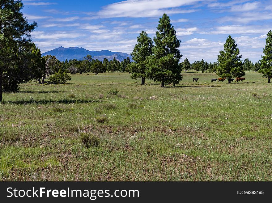 View of the San Francisco Peaks from Anderson Mesa. The Arizona National Scenic Trail Anderson Mesa Passage &#x28;AZT-30&#x29; traverses Anderson Mesa in the Lake Mary area southeast of Flagstaff. The passage begins northwest of Mormon Lake, crosses Lake Mary Road near Pinegrove Campground, and ascends Anderson Mesa, passing near several small wetlands on its way to Marshall Lake, the most well-known of these magical and important wildlife habitats. Between Vail and Prime Lakes, the trail skirts around observatory facilities to the edge of the mesa, providing a stunning panoramic view of Lake Mary. On Coconino National Forest maps, the Arizona Trail is labeled as trail number 87 for its entire traversal of the Forest. This photo was taken in August 2017 by Deborah Lee Soltesz during a day hike from Marshall Lake to a point just west of Vail Lake. Credit: U.S. Forest Service Coconino National Forest. For information on this passage, visit Arizona Trail: Anderson Mesa Passage AZT-30 and download the Anderson Mesa Passage AZT-30 trail map. Visit Coconino National Forest for more trails and other recreation opportunities. View of the San Francisco Peaks from Anderson Mesa. The Arizona National Scenic Trail Anderson Mesa Passage &#x28;AZT-30&#x29; traverses Anderson Mesa in the Lake Mary area southeast of Flagstaff. The passage begins northwest of Mormon Lake, crosses Lake Mary Road near Pinegrove Campground, and ascends Anderson Mesa, passing near several small wetlands on its way to Marshall Lake, the most well-known of these magical and important wildlife habitats. Between Vail and Prime Lakes, the trail skirts around observatory facilities to the edge of the mesa, providing a stunning panoramic view of Lake Mary. On Coconino National Forest maps, the Arizona Trail is labeled as trail number 87 for its entire traversal of the Forest. This photo was taken in August 2017 by Deborah Lee Soltesz during a day hike from Marshall Lake to a point just west of Vail Lake. Credit: U.S. Forest Service Coconino National Forest. For information on this passage, visit Arizona Trail: Anderson Mesa Passage AZT-30 and download the Anderson Mesa Passage AZT-30 trail map. Visit Coconino National Forest for more trails and other recreation opportunities.