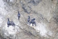 Cormorants Nesting On The California Coastline Stock Photo Cormorants Nesting On The California Coastline Stock Photo
