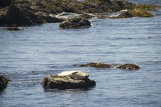 Sea Lion On The California Coastline Royalty Free Stock Photo Sea Lion On The California Coastline Royalty Free Stock Photo
