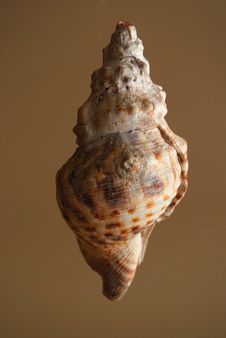 Large Seashell Royalty Free Stock Image