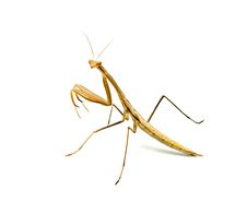 Close Up Of Mantis Royalty Free Stock Images