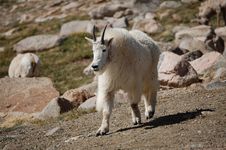 Rocky Mountain Goat Royalty Free Stock Photos Rocky Mountain Goat Royalty Free Stock Photos
