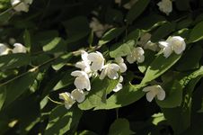 Jasmine Stock Photos