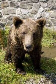Wild Bear Cooling In Water Stock Photography Wild Bear Cooling In Water Stock Photography