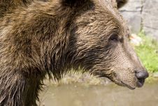 Wild Bear Cooling In Water Stock Images