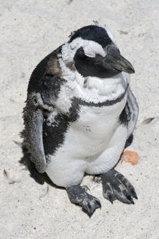 African Penguin Boulders Cape Town South Africa Royalty Free Stock Photography