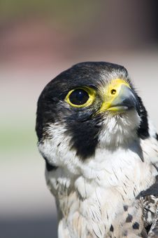 Peregrine Falcon Falco Peregrinus Stock Photography Peregrine Falcon Falco Peregrinus Stock Photography