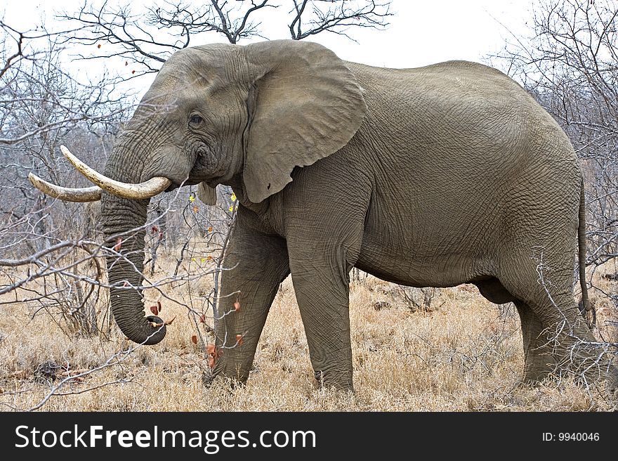 A fine Elephant Bull feeds in Kruger National Park