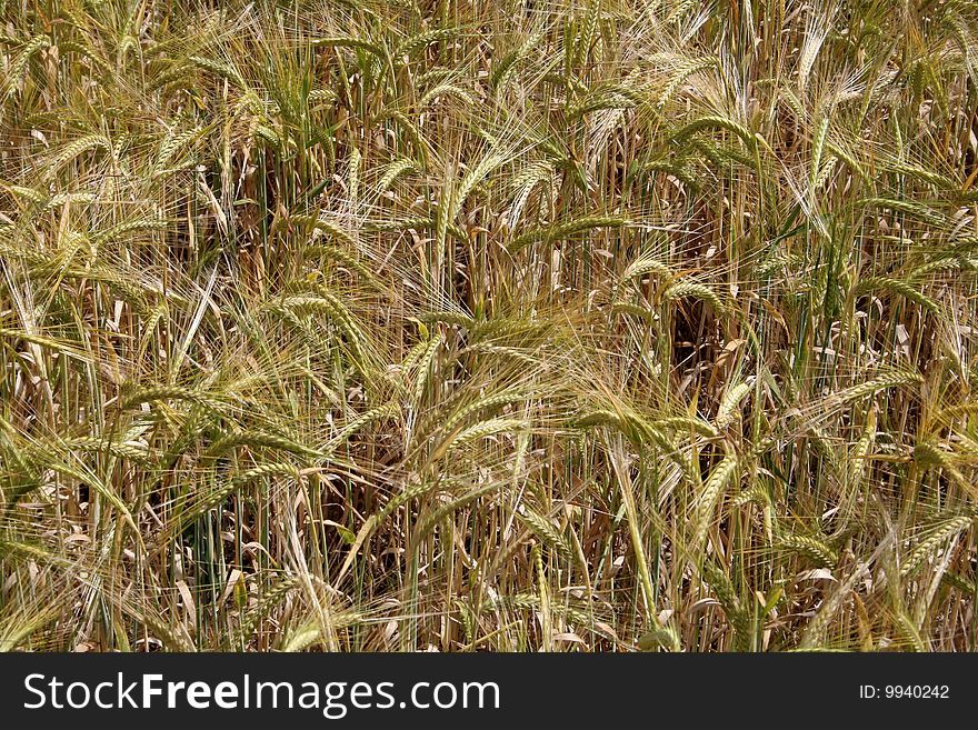 Close-up of a wheat field as a textured background. Close-up of a wheat field as a textured background.