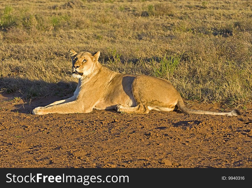 A fierce Lioness stares at the photographer. A fierce Lioness stares at the photographer